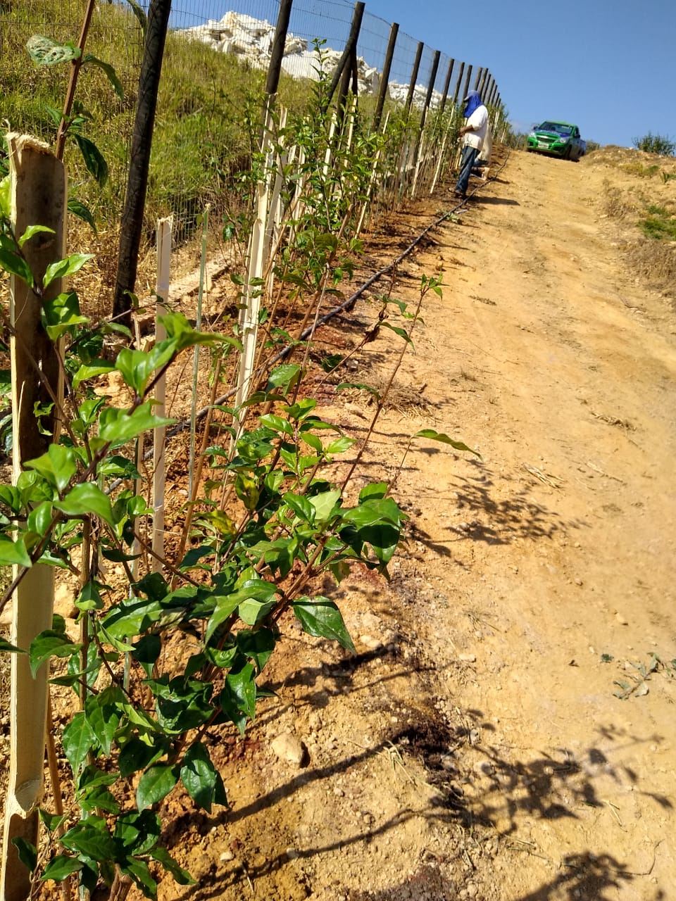 Serginho e Chinho Serviços de Prestação de Jardinagem em Geral